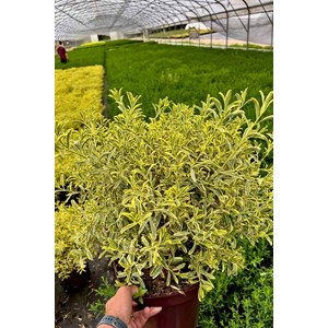 Eriostemon 'gold touch' ? Taille du pot