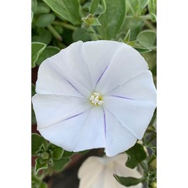 Liseron blanc de mauritanie taille du po