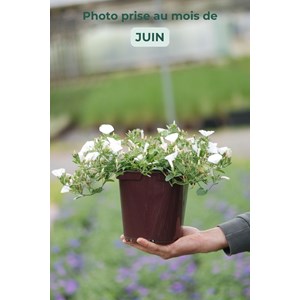 Liseron blanc de mauritanie taille du po