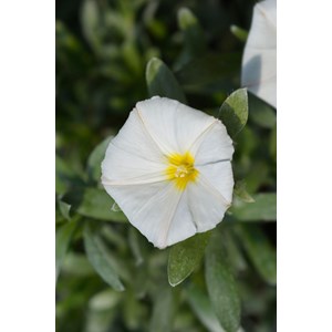 Liseron blanc de mauritanie taille du po