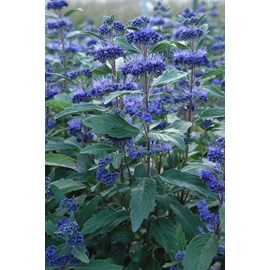Caryopteris 'grand bleu ?' taille du pot
