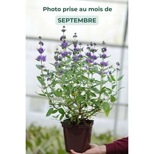Caryopteris 'grand bleu ?' taille du pot