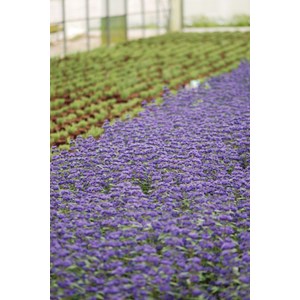 Caryopteris 'grand bleu ?' taille du pot