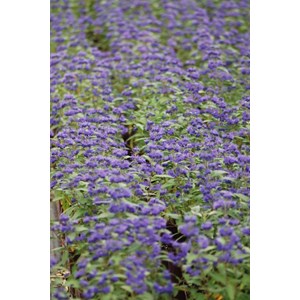 Caryopteris 'grand bleu ?' taille du pot