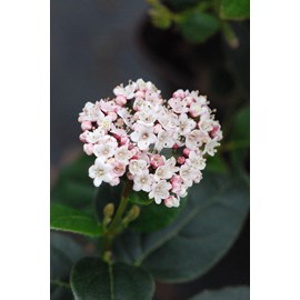 Laurier tin 'lisa rose' ? Taille du pot