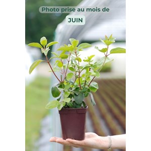 Laurier tin 'lisa rose' ? Taille du pot