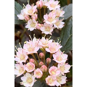 Physocarpe à feuille d'obier 'little joker' taille du pot - en pot de 3 litres