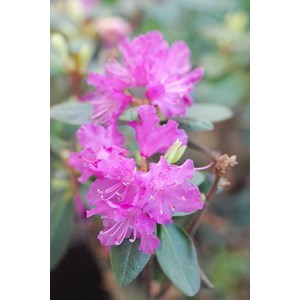 Rhododendron nain 'pjm regal' taille du pot - en pot de 4 litres
