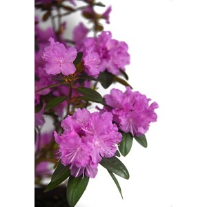 Rhododendron nain 'pjm regal' taille du