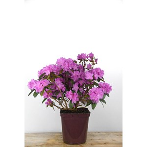 Rhododendron nain 'pjm regal' taille du