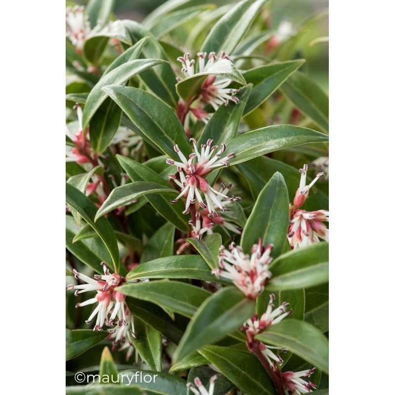 Roué Pépinières - Sarcococca 'winter gem' taille du pot - en pot de 5 litres