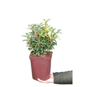 Sarcococca 'winter gem' taille du pot -