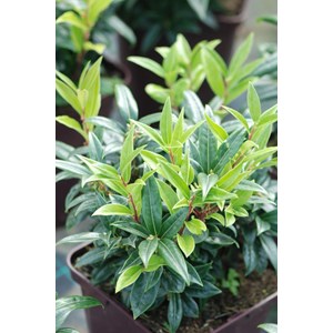 Sarcococca 'winter gem' taille du pot -