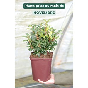 Sarcococca 'winter gem' taille du pot -