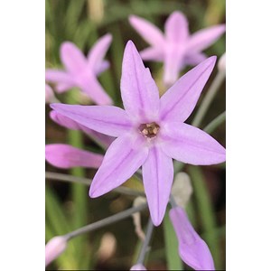 Ail d'afrique du sud 'green blue' taille