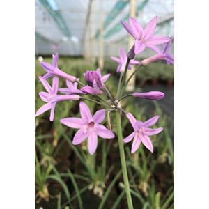 Ail d'afrique du sud 'green blue' taille