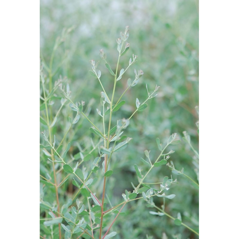 Eucalyptus gunnii 'france bleu ?' taille du pot - en pot de 3 litres