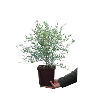 Eucalyptus gunnii 'france bleu ?' taille