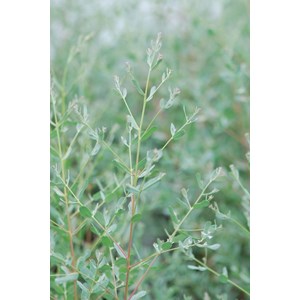 Eucalyptus gunnii 'france bleu ?' taille