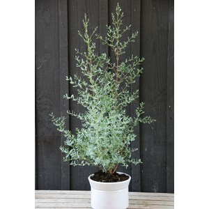 Eucalyptus gunnii 'france bleu ?' taille