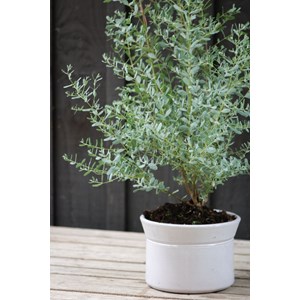 Eucalyptus gunnii 'france bleu ?' taille