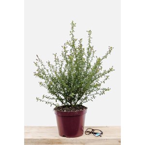 Lilas de californie 'italian skies' tail