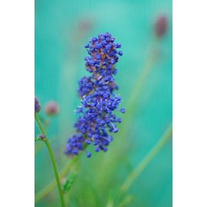 Lilas de californie 'italian skies' tail