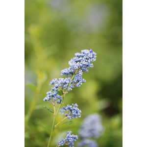 Lilas de californie 'italian skies' tail