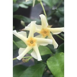 Jasmin étoilé 'star of toscane ?' tail