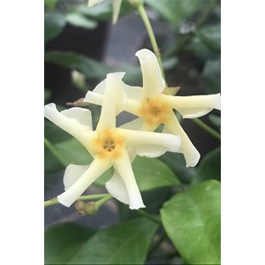 Jasmin étoilé 'star of toscane ?' tail