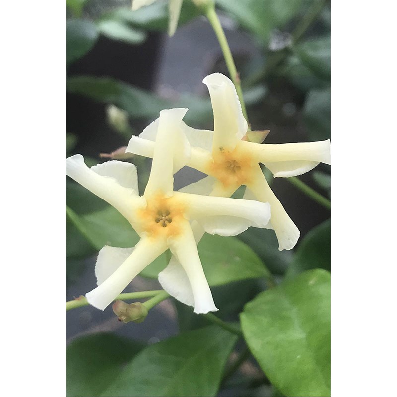 Roué Pépinières - Jasmin étoilé 'star of toscane ?' taille du pot - en pot de 3 litres