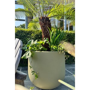 Jasmin étoilé 'star of toscane ?' tail