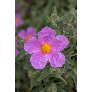 Ciste 'silver pink' taille du pot - en pot de 3 litres