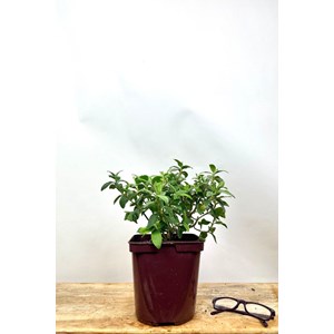 Ciste 'silver pink' taille du pot - en p