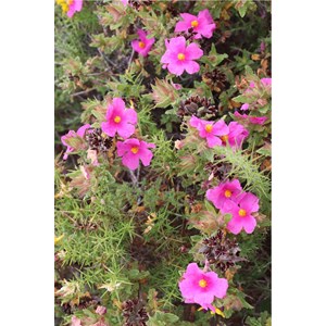 Ciste 'silver pink' taille du pot - en p