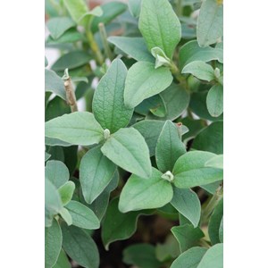 Ciste 'silver pink' taille du pot - en p