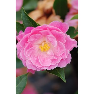 Camélia lady de nantes' taille du pot - en pot de 1 litre