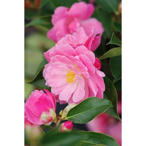 Camélia lady de nantes' taille du pot -