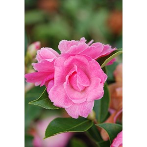 Camélia lady de nantes' taille du pot -