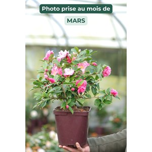 Camélia lady de nantes' taille du pot -