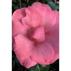 Camélia 'kumasaka' taille du pot - en p