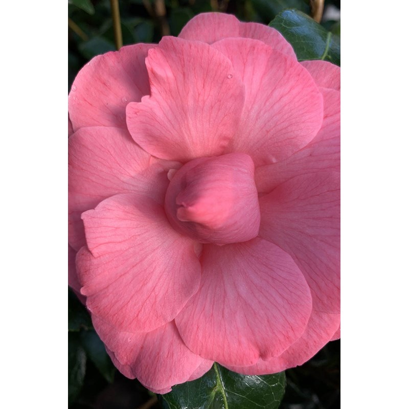 Camélia 'kumasaka' taille du pot - en pot de 4 litres (hauteur 30&nbsp;40 cm)