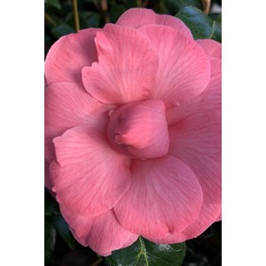 Camélia 'kumasaka' taille du pot - en p