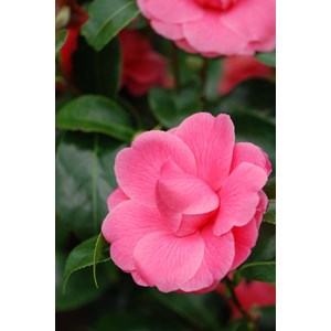 Camélia 'kumasaka' taille du pot - en p