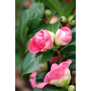 Camélia 'kumasaka' taille du pot - en p