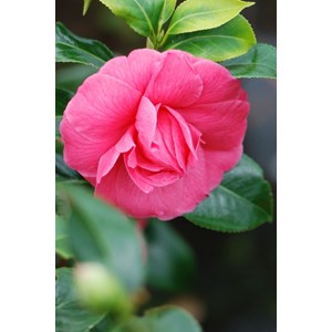 Camélia 'kumasaka' taille du pot - en p