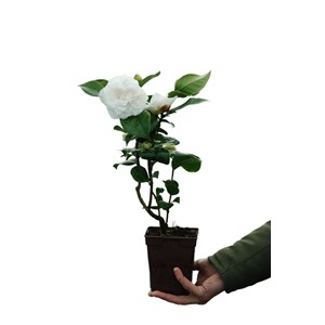 Camélia du japon little man' taille du
