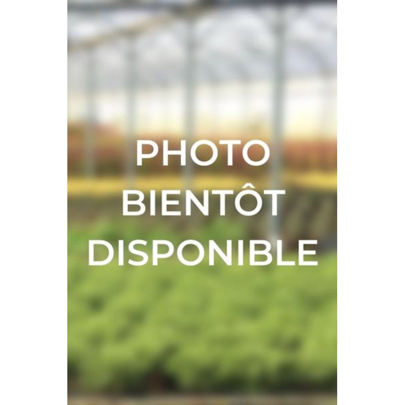 Camélia du japon little man' taille du