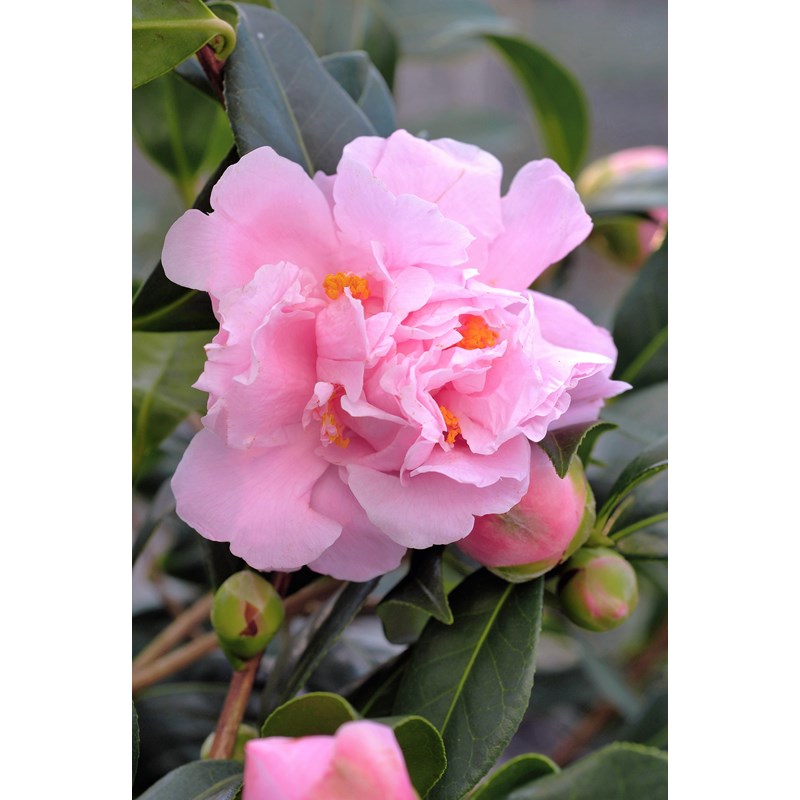 Roué Pépinières - Camélia 'el dorado' taille du pot - en pot de 4 litres (hauteur 40&nbsp;50 cm)