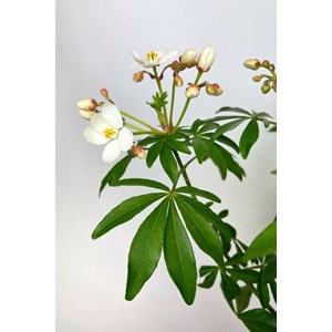 Oranger du mexique 'greenfingers ' taill